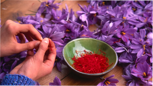 زعفران و محصولات جانبی